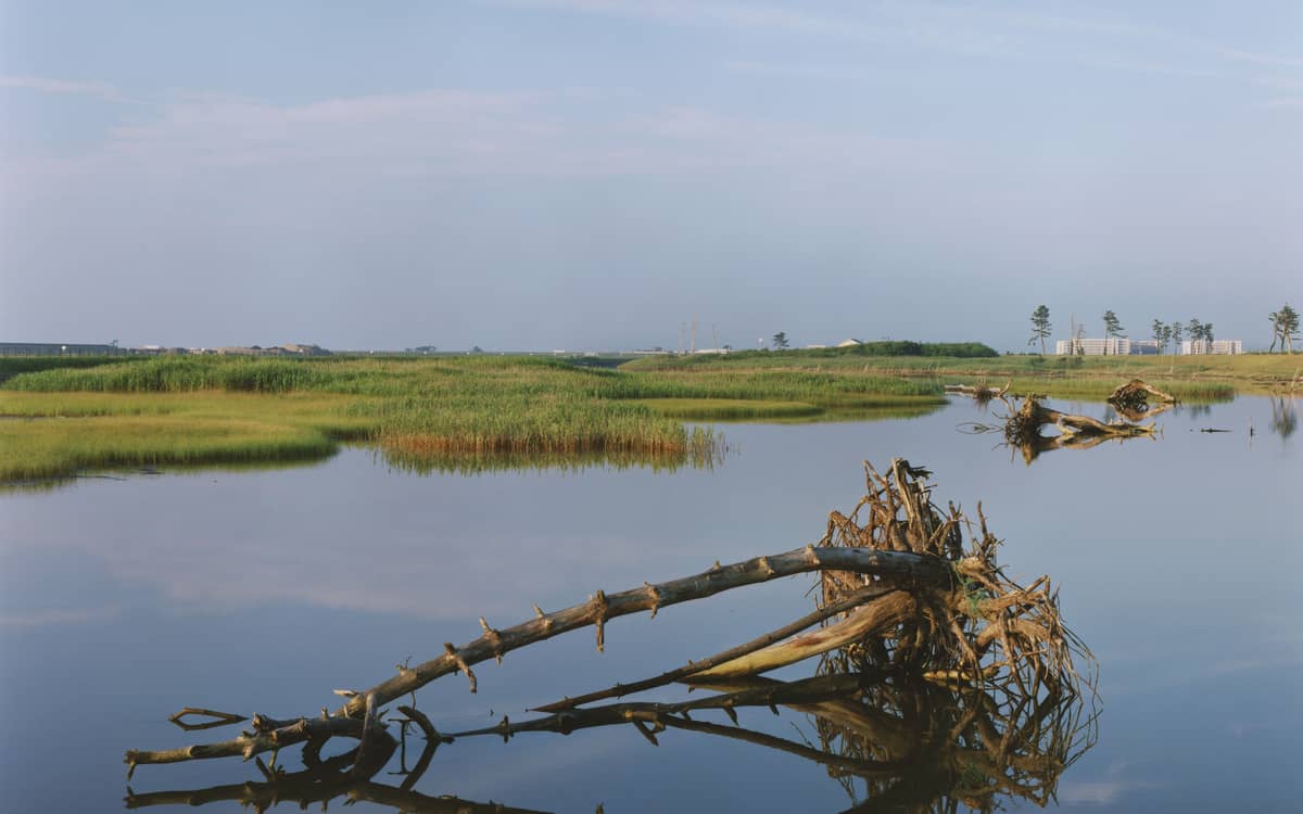 Illustration de l'événement : Conférence « Tsunami Trees：Naoya Hatakayema : Après la catastrophe »
