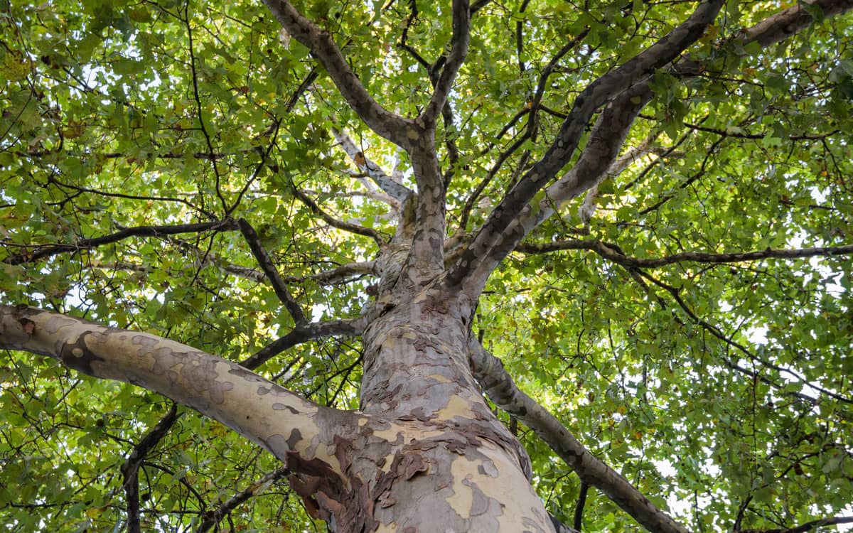 Illustration de l'événement : Rallye arbres pour les plus jeunes