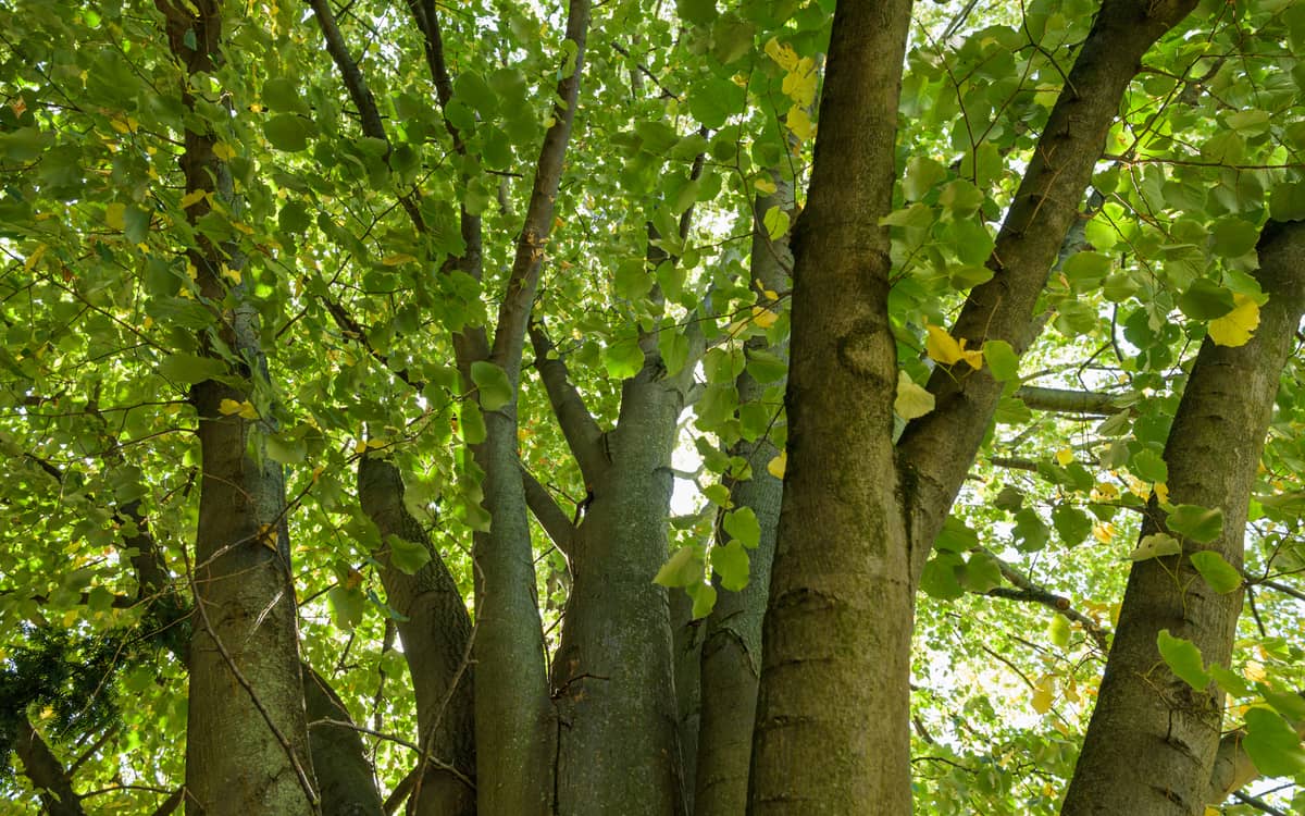 Illustration de l'événement : Rallye arbres pour les plus jeunes