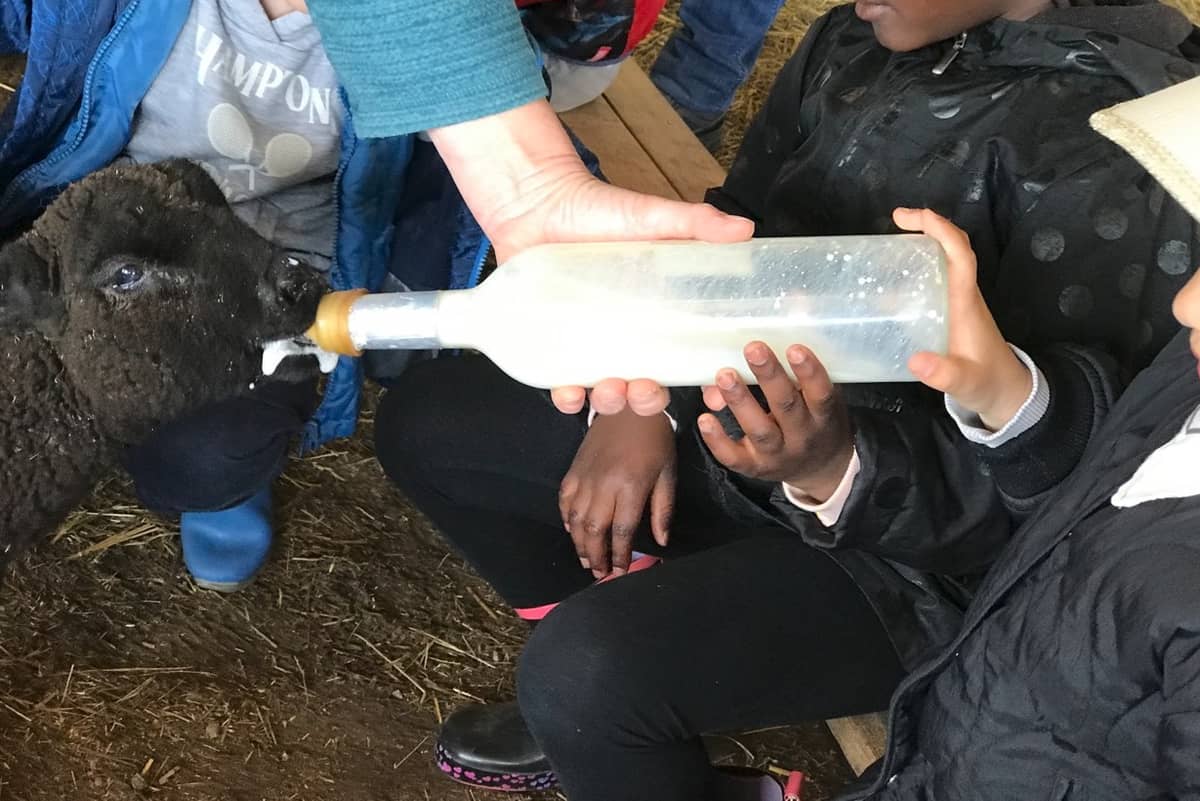Illustration de l'événement : Les journées de la ferme Les Sabots de Laine
