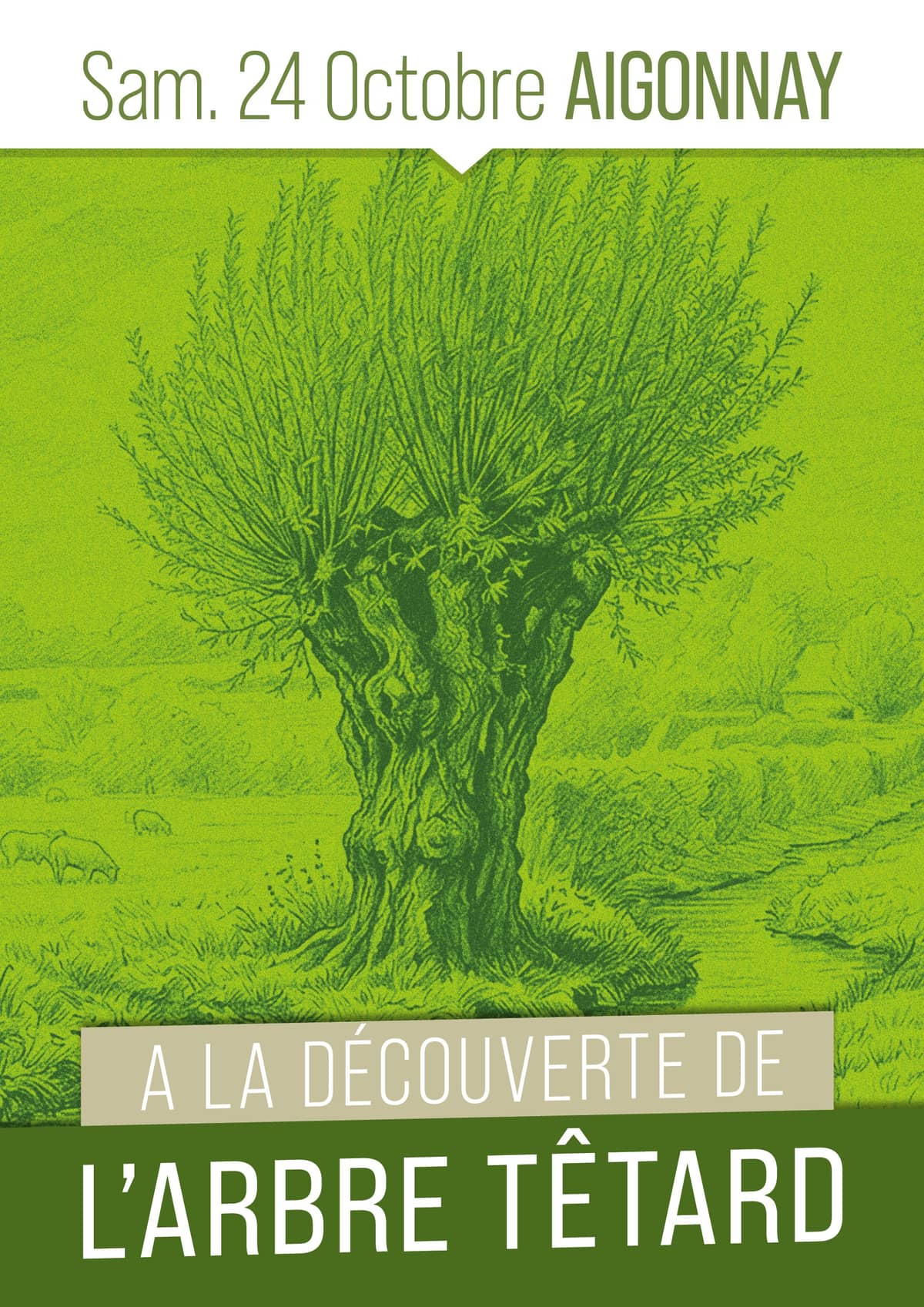Illustration de l'événement : À la découverte de l'arbre tétard