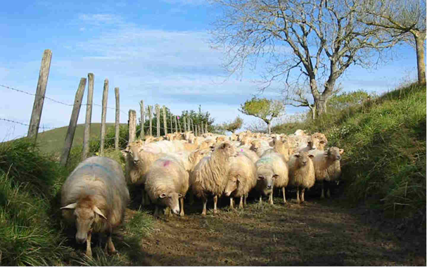 Illustration de l'événement : Visite et goûter à la ferme Landran