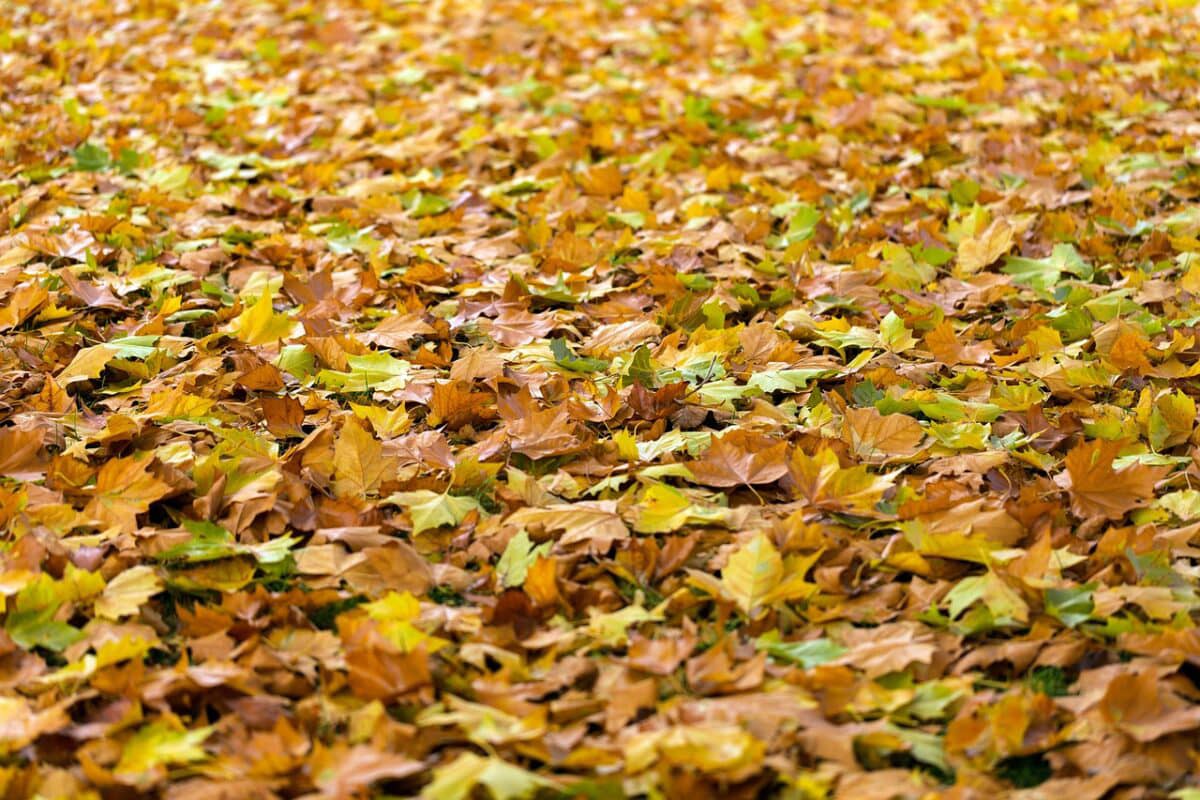 Illustration de l'événement : Les feuilles mortes, les arbres et leurs alliés