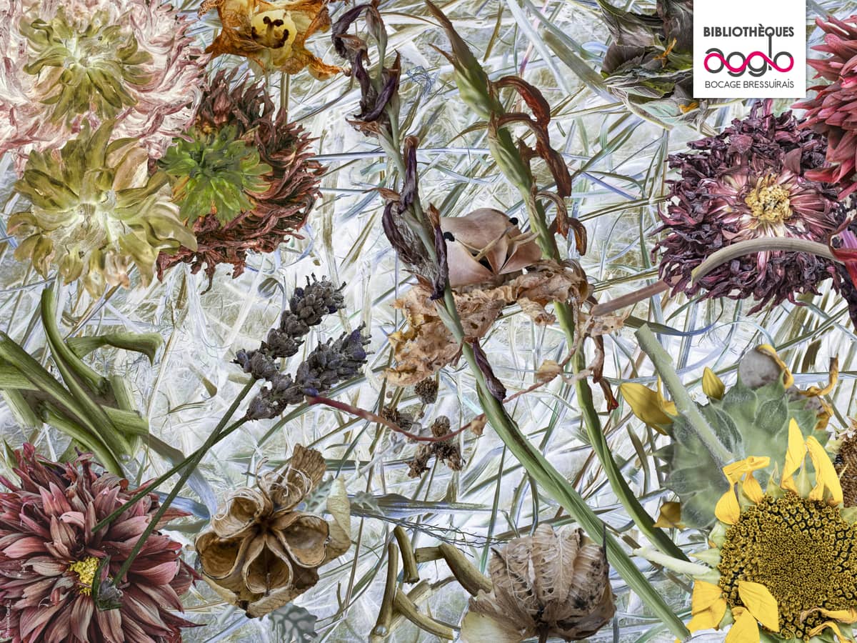 Illustration de l'événement : Exposition - Imaginaire végétal de Françoise Courtin