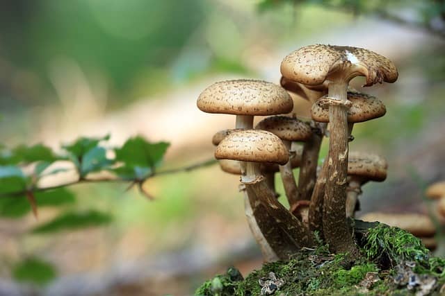 Illustration de l'événement : Sortie champignons
