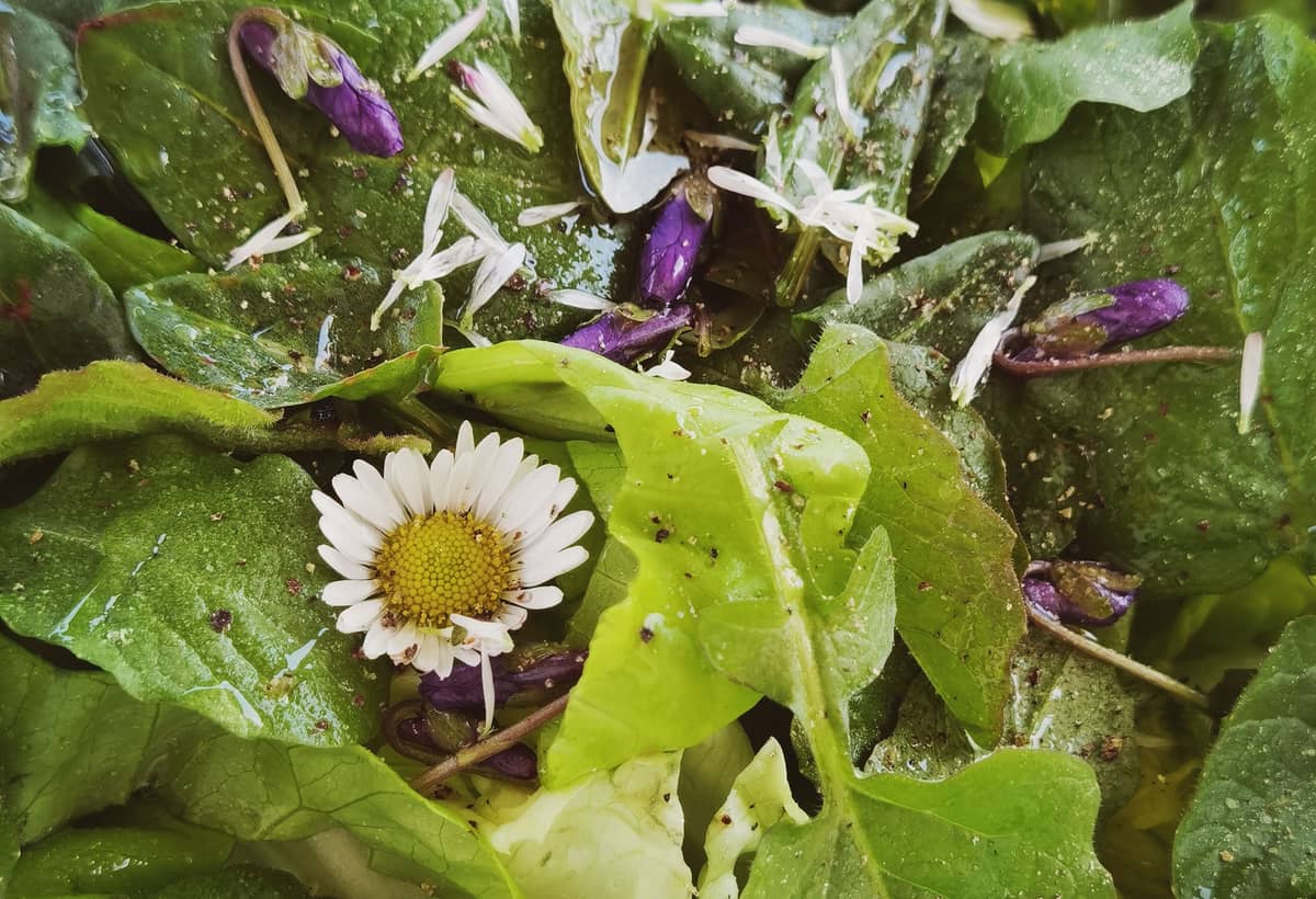 Illustration de l'événement : Balade plantes sauvages comestibles et médicinales