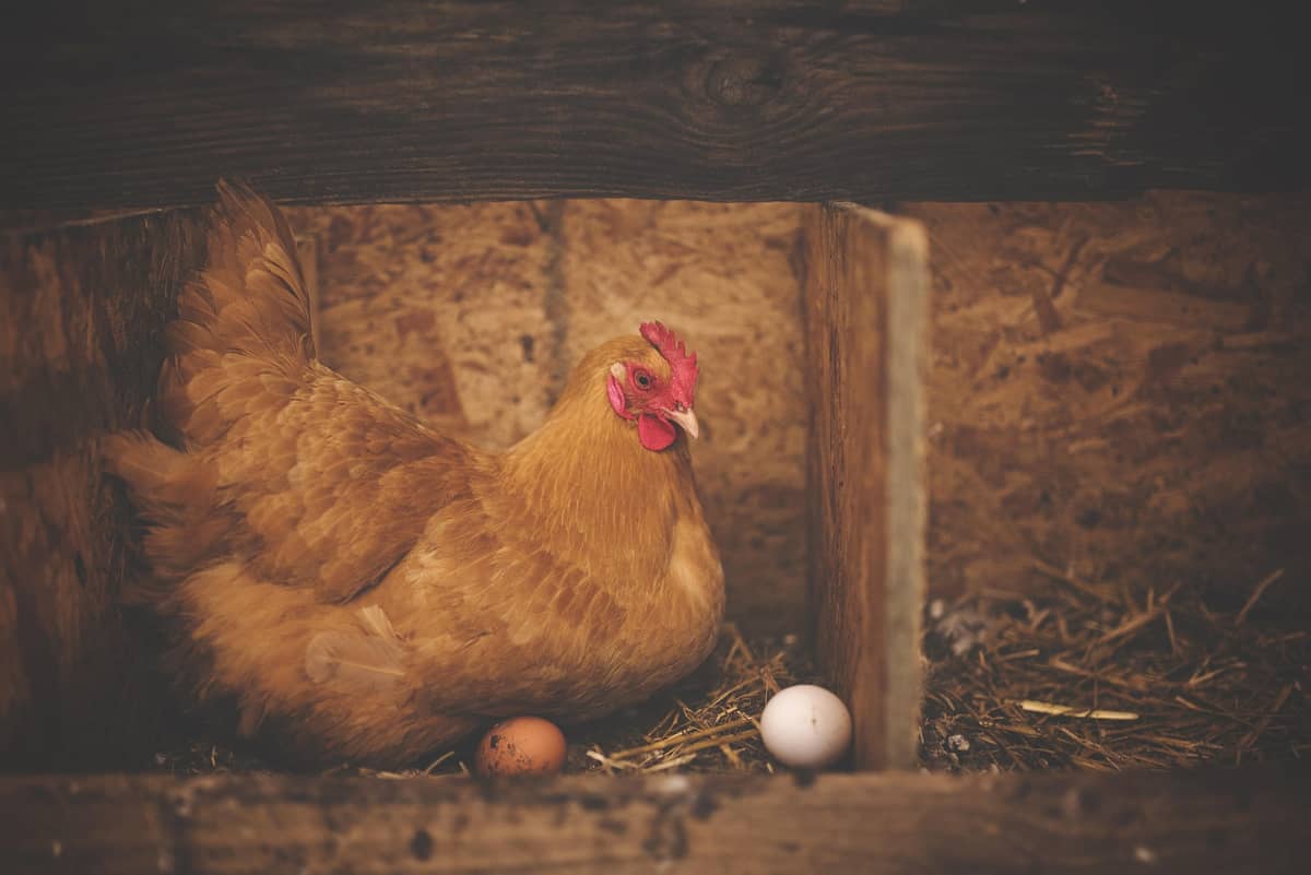 Illustration de l'événement : Atelier alimentation des volailles, duo parent-enfant à la ferme