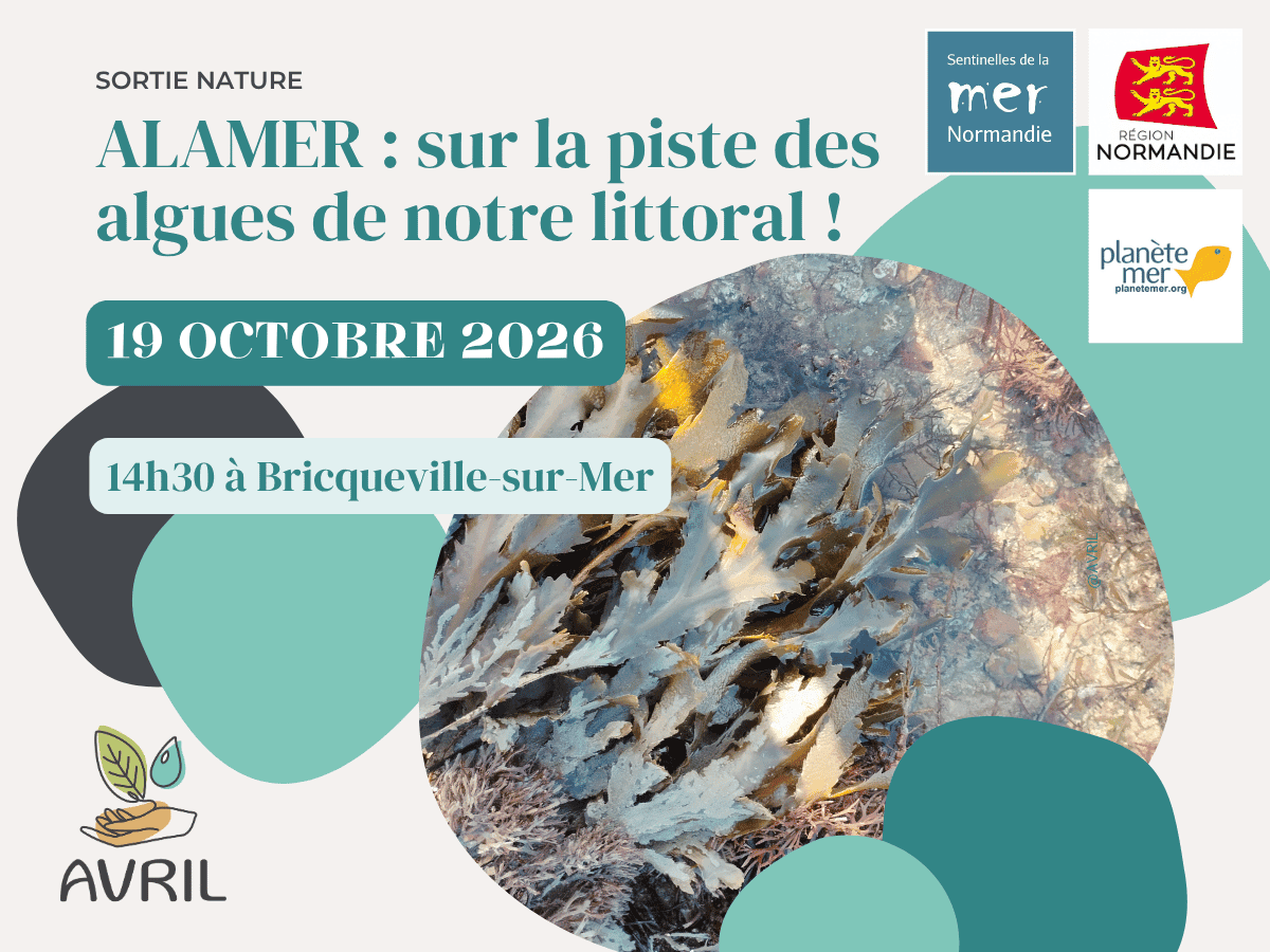 Illustration de l'événement : Alamer : sur la piste des algues de notre littoral !