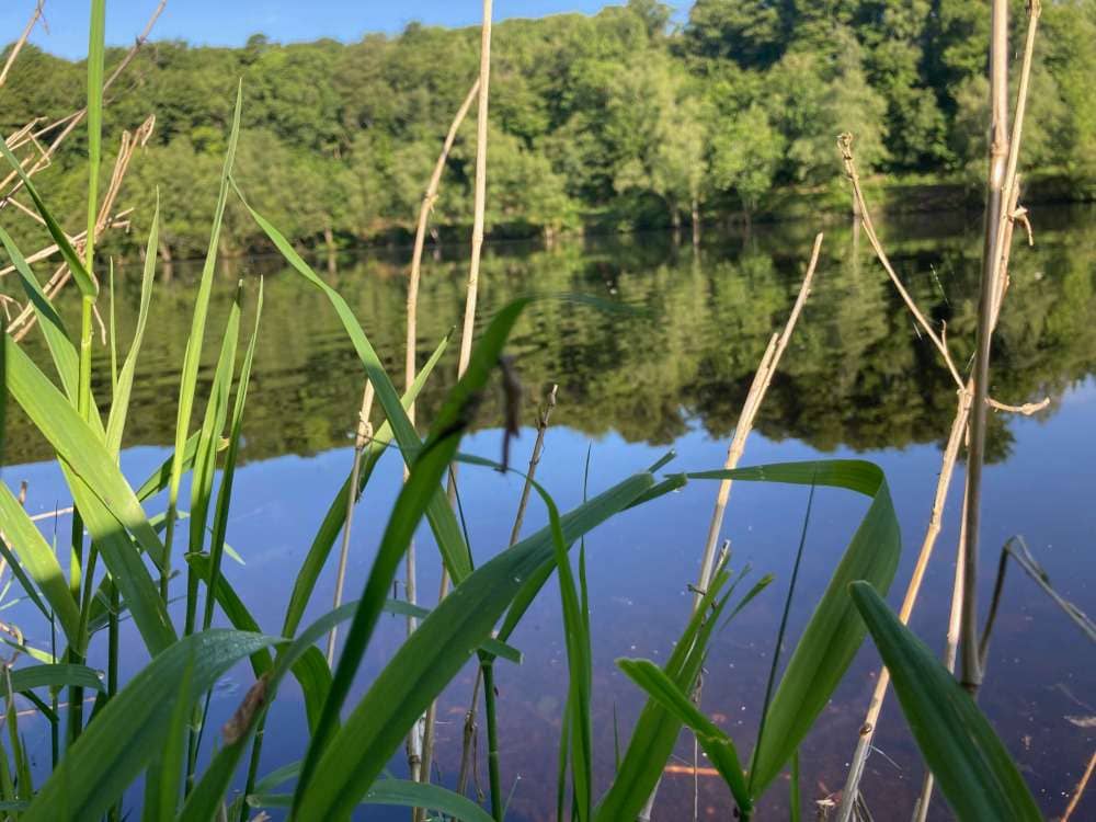 Illustration de l'événement : Atelier au potager en permaculture: zoom sur la mare et chantier de plantation