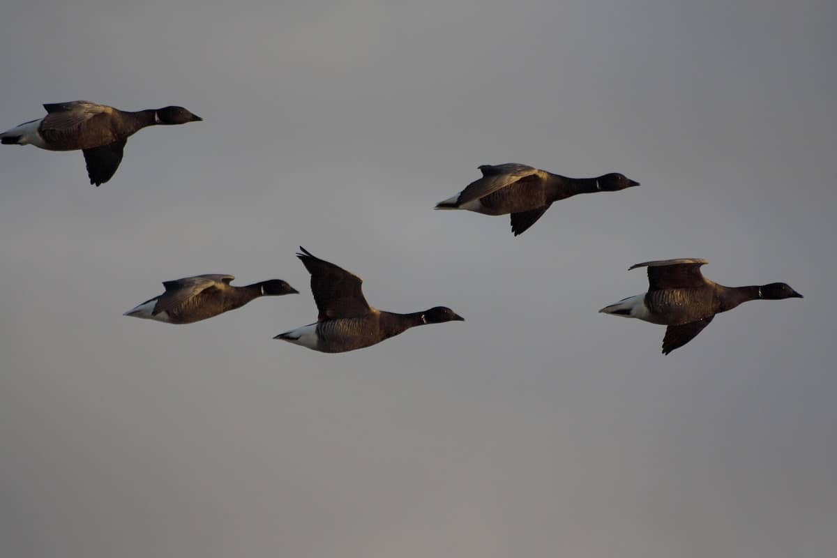 Illustration de l'événement : Oiseaux migrateurs des marais