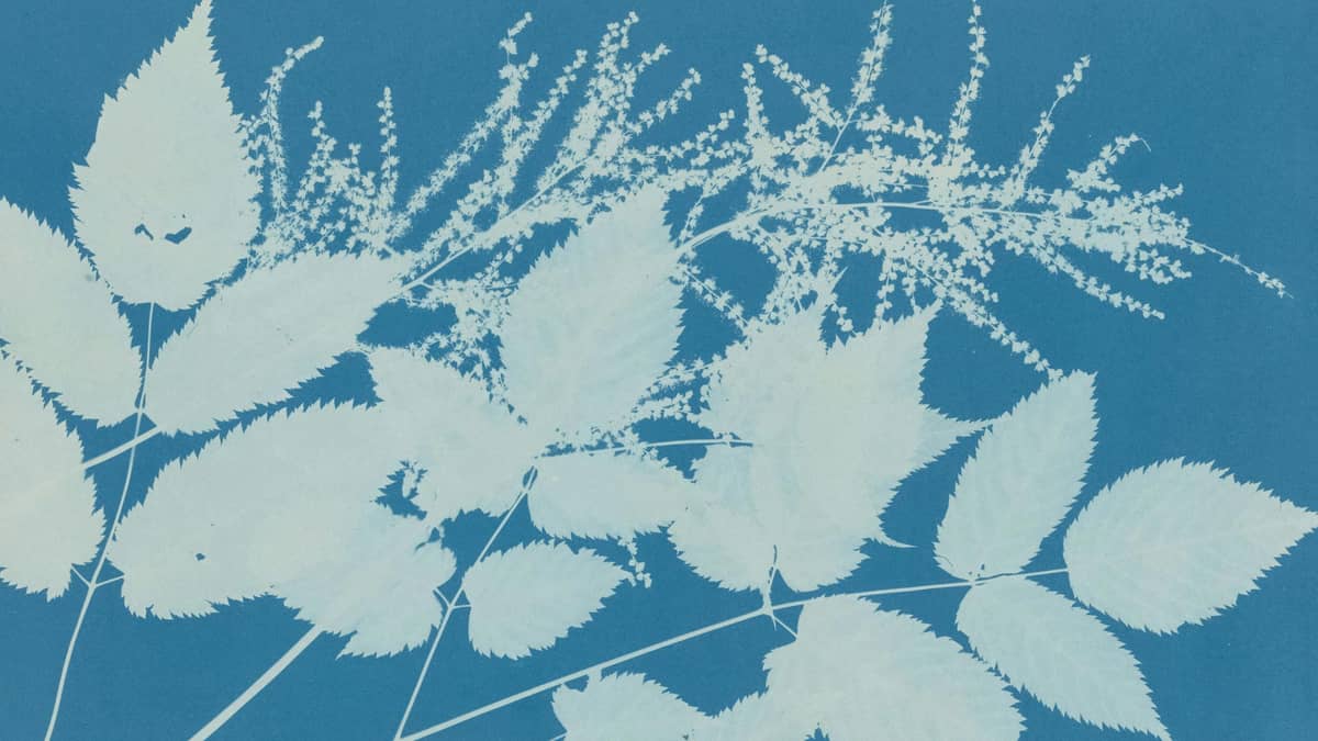 Illustration de l'événement : Atelier créatif : Cyanotype – Bicentenaire de la photographie