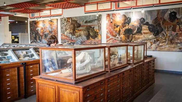 Illustration de l'événement : Visite des collections universitaires