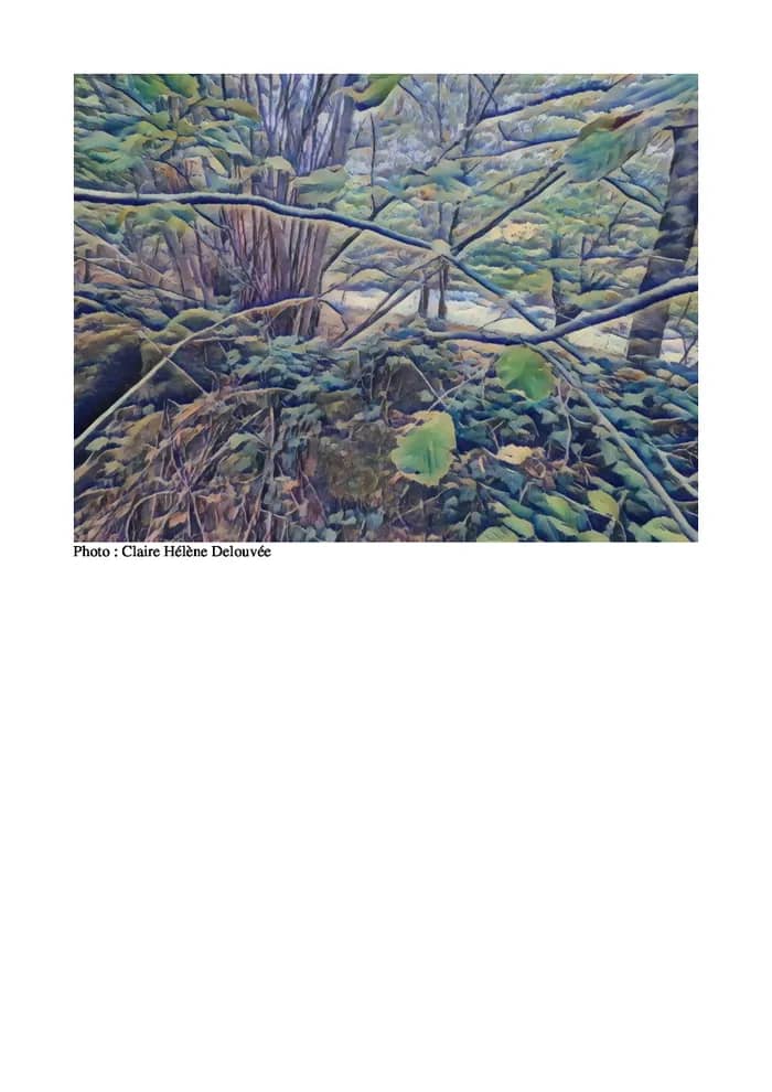 Illustration de l'événement : [SPECTACLE LECTURE] La forêt brûle… Et alors ?