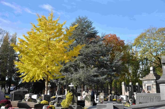 Illustration de l'événement : Le cimetière du Sid : ce que les pierres murmurent