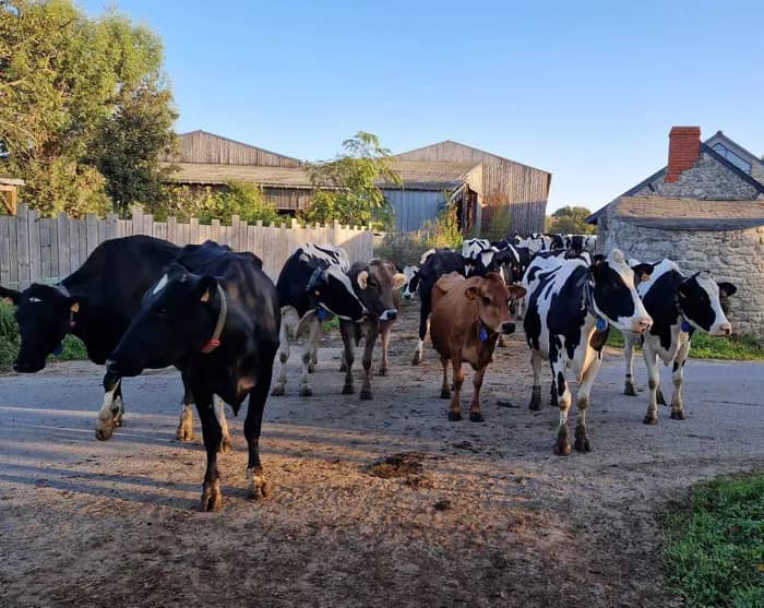 Illustration de l'événement : Visitez nos entreprises - Ferme Lait Prés Verts