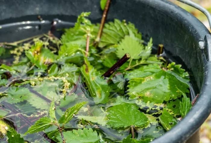 Illustration de l'événement : Les potions au jardin