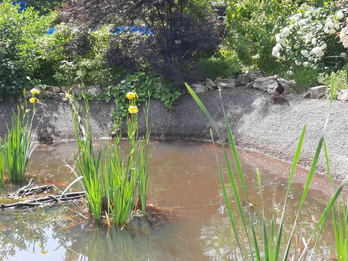 Illustration de l'événement : [Complet] Visite thématique de la biodiversité du cimetière des Gonards