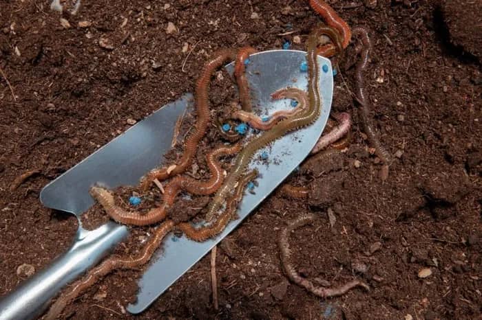 Illustration de l'événement : Les petits travaux du jardin
