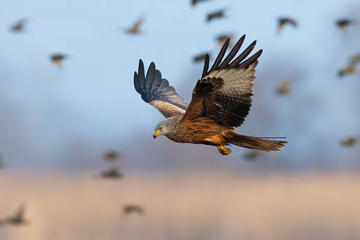 Illustration de l'événement : Eurobirdwatch : Journée européenne de la migration à Bouhy