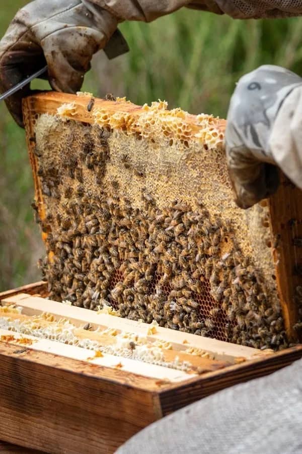 Illustration de l'événement : À la découverte des abeilles avec Apis Mellona