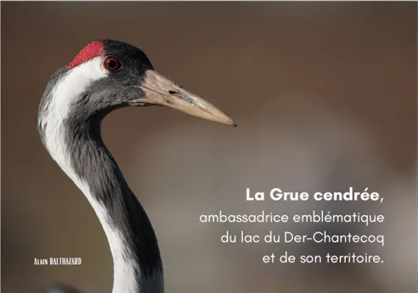 Illustration de l'événement : Conférence "la Grue cendrée, ambassadrice du lac du Der et de son territoire" par Etienne CLEMENT, Président de la LPO Champagne-Ardenne