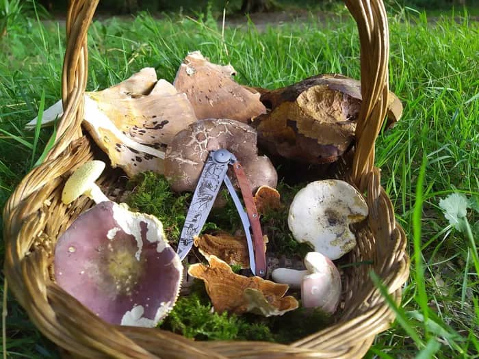 Illustration de l'événement : Journée de découverte des champignons en forêt