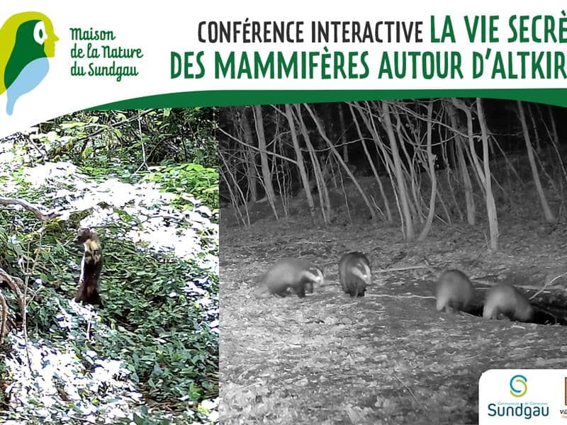 Illustration de l'événement : Conférence interactive - La vie secrète des mammifères autour d'Altkirch