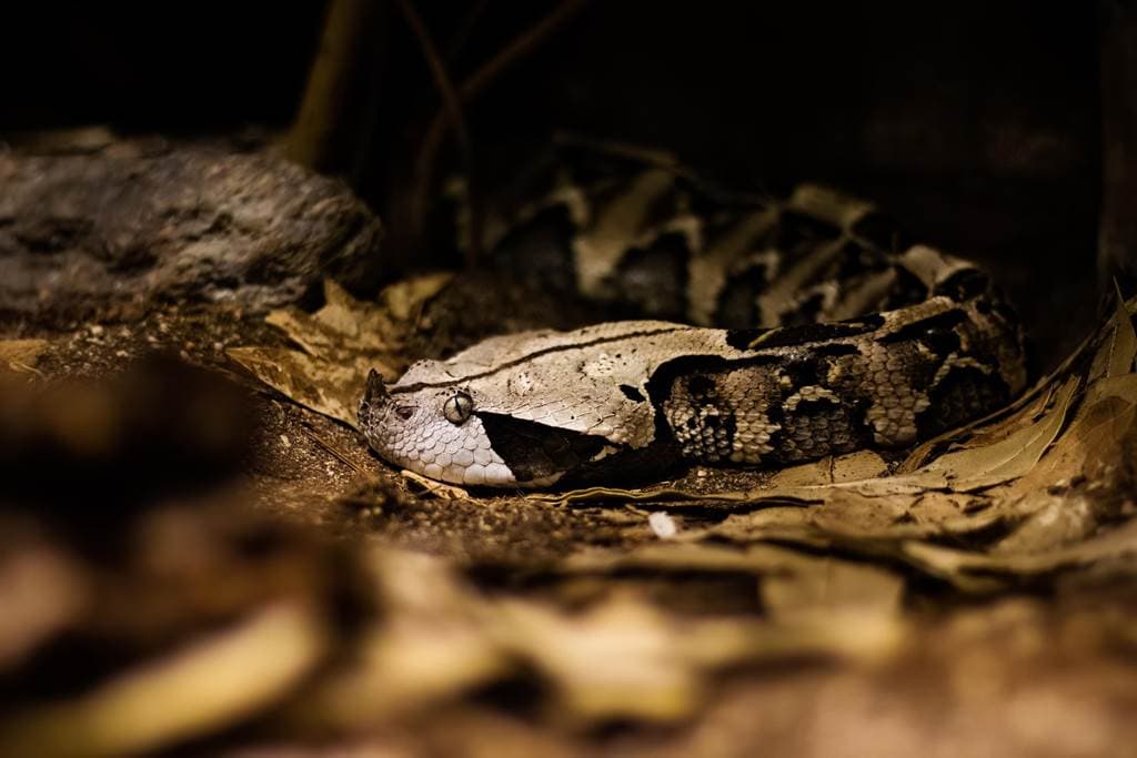Illustration de l'événement : Construction d'abris à reptiles