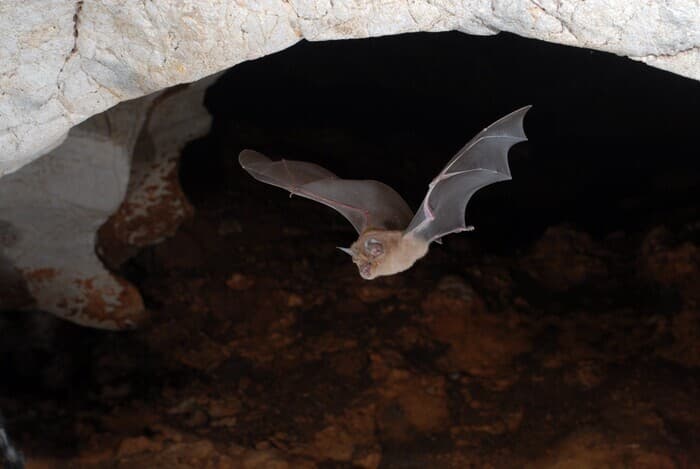 Illustration de l'événement : Les chauves-souris à Vitrolles