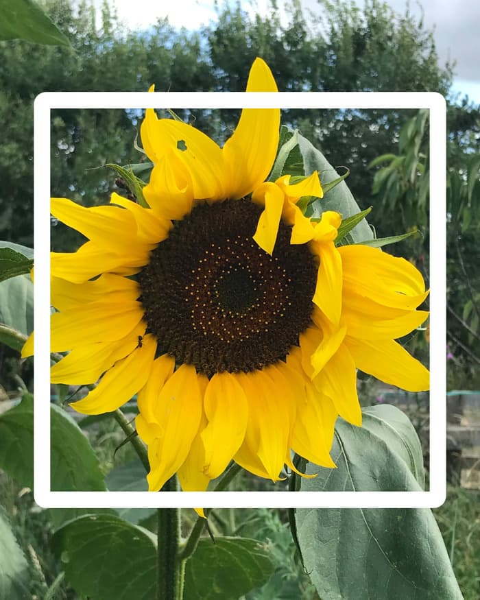 Illustration de l'événement : Balade créative fruits et fleurs du soleil