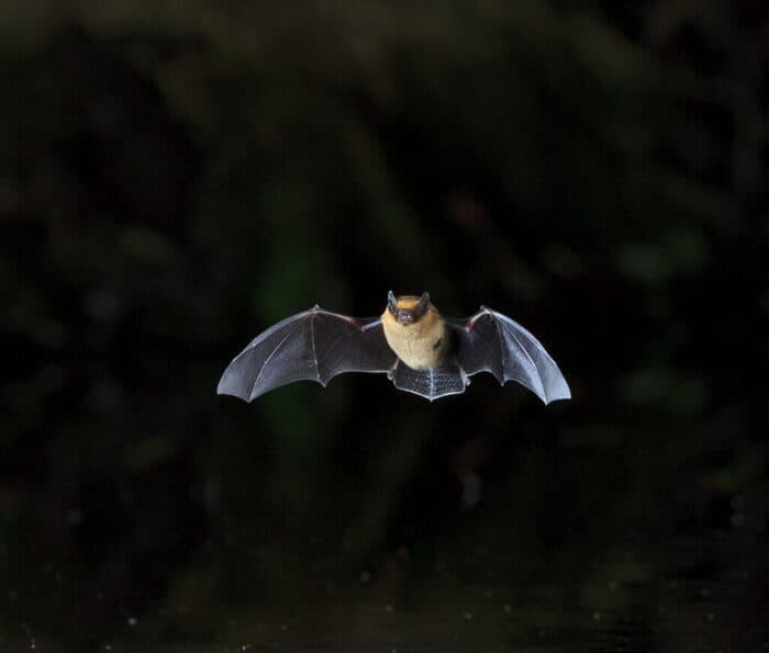 Illustration de l'événement : Fête de la chauve-souris