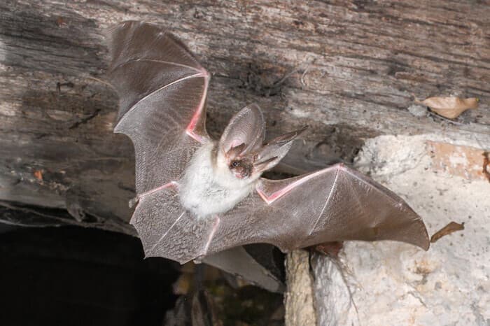 Illustration de l'événement : Nuit de la chauve-souris