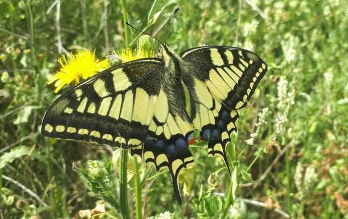 Illustration de l'événement : Zoom sur les papillons de jour