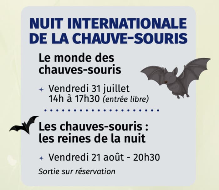 Illustration de l'événement : Les chauves-souris : les reines de la nuit