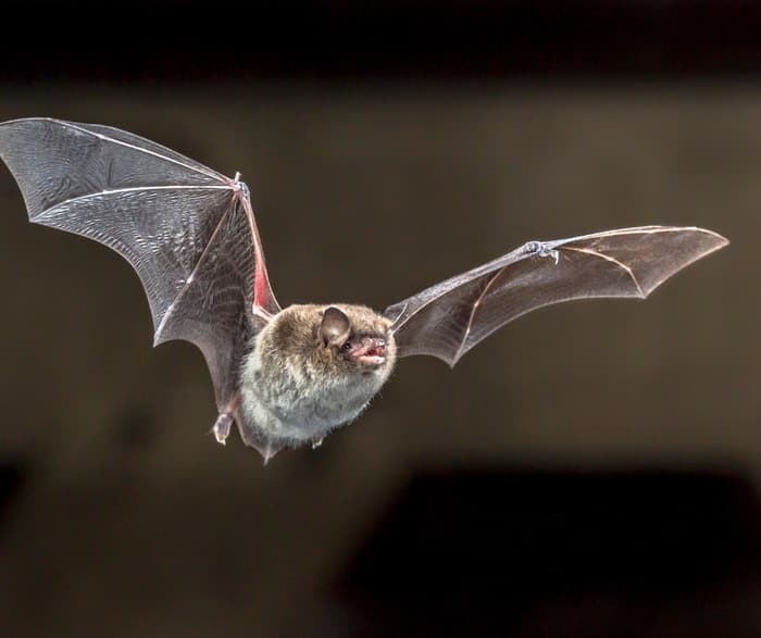 Illustration de l'événement : À la découverte des chauves-souris