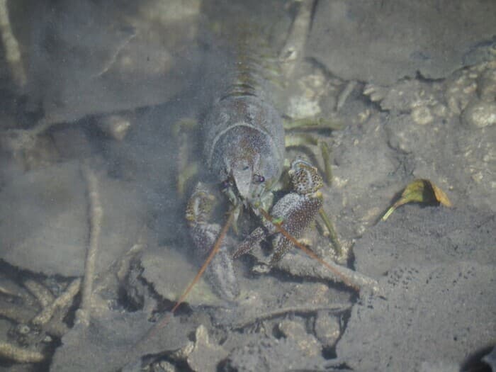 Illustration de l'événement : Un homard dans la Rouvre ?