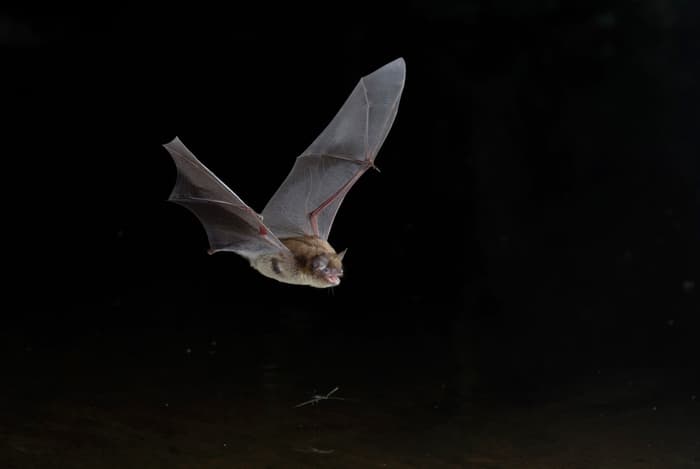 Illustration de l'événement : Les chauves-souris à Saumane de Vaucluse