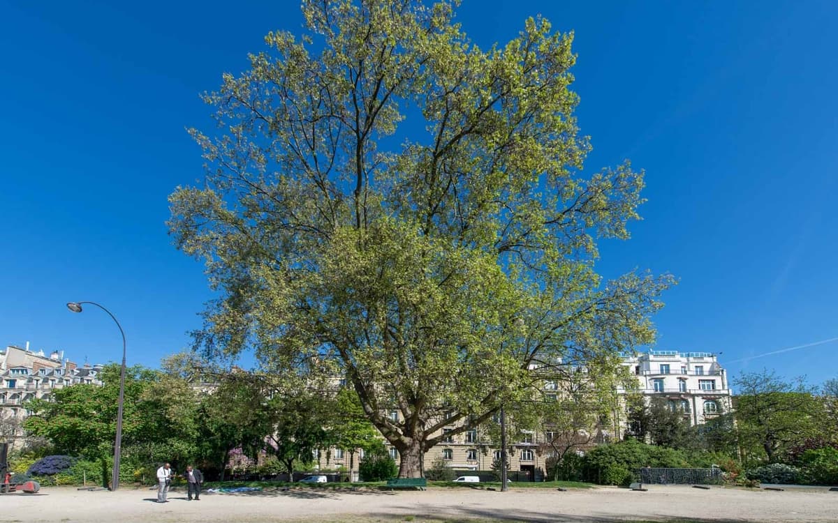 Illustration de l'événement : Visite : Les jardins de l'Avenue Foch