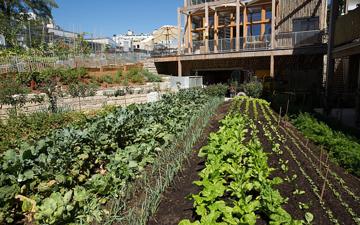 Illustration de l'événement : Visite Ferme du Rail et jardins partagés : productions alimentaires dans le 19ème arr.