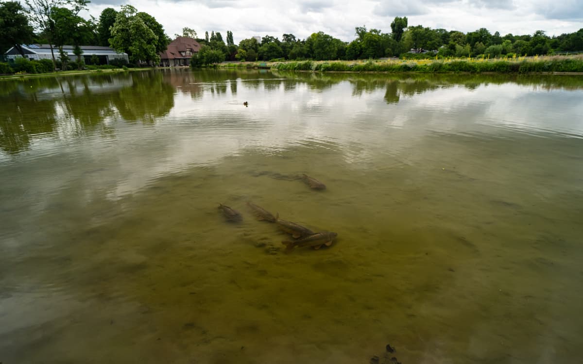 Illustration de l'événement : Comme un poisson dans la Seine