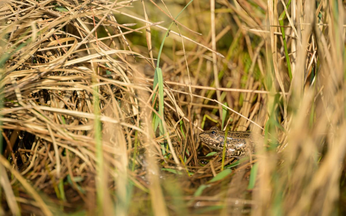 Illustration de l'événement : Ecologie des amphibiens au Jardin Sauvage Saint-Vincent