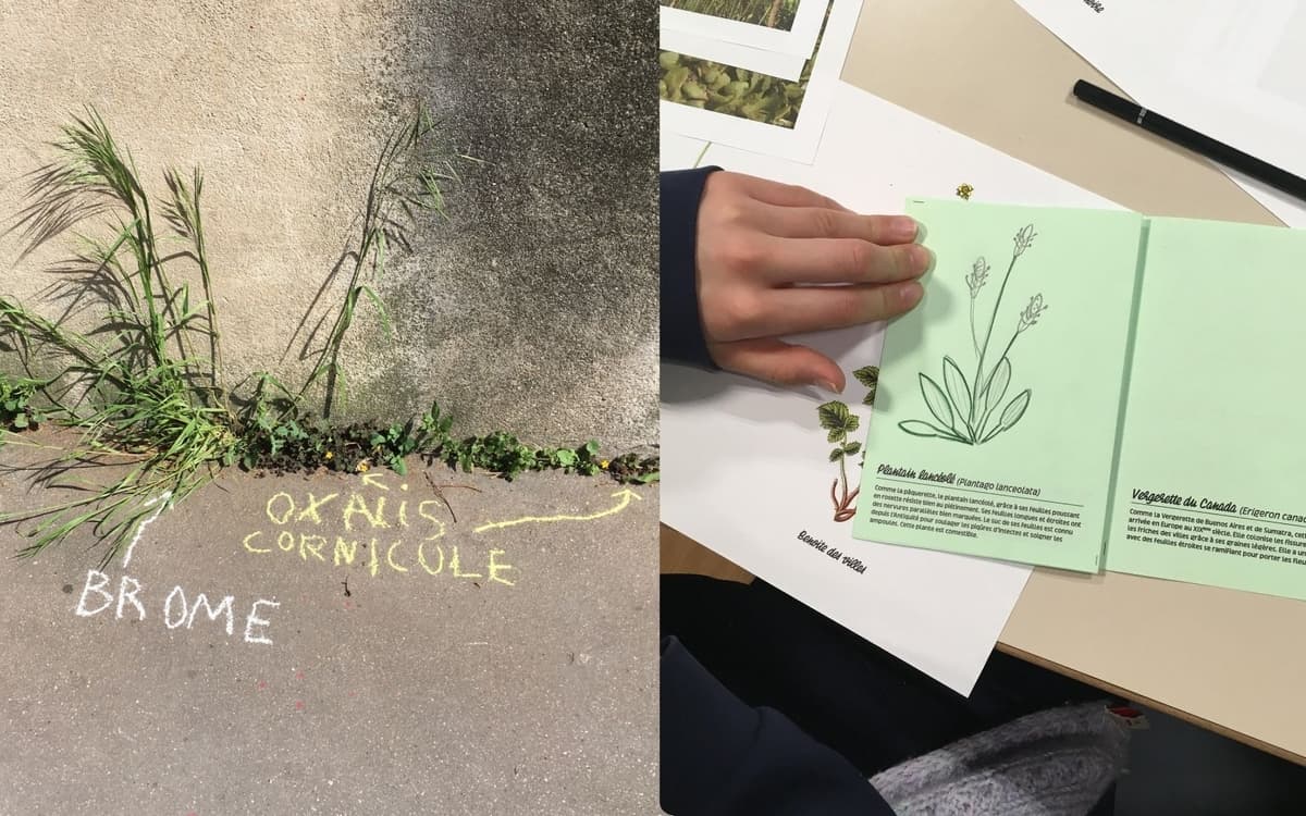Illustration de l'événement : L'Automne de la Science à la Canopée : atelier de graffiti botanique
