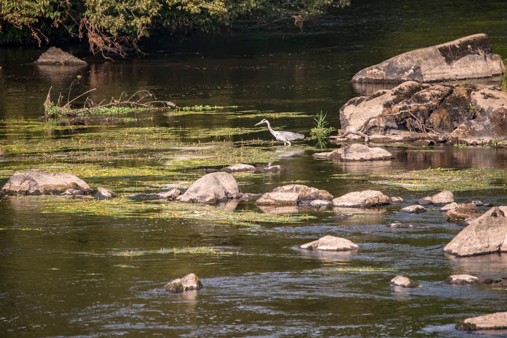Illustration de l'événement : Balade nature "Cheminer à l'écoute de la Vienne et de ses affluents"