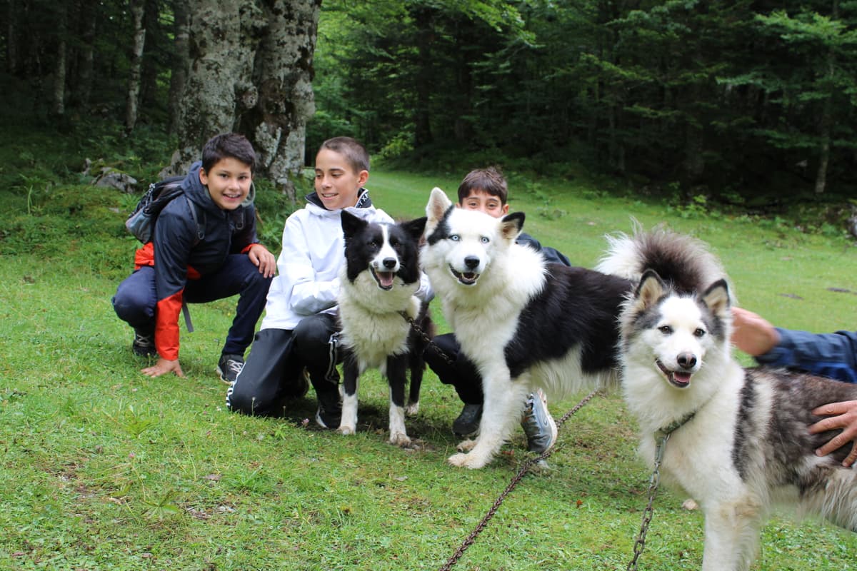 Illustration de l'événement : Randonner avec un chien nordique à Oloron Sainte-Marie