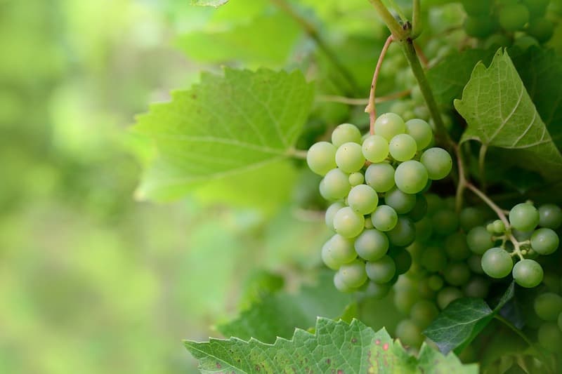Illustration de l'événement : Afterwork aux Vignobles Reynaud
