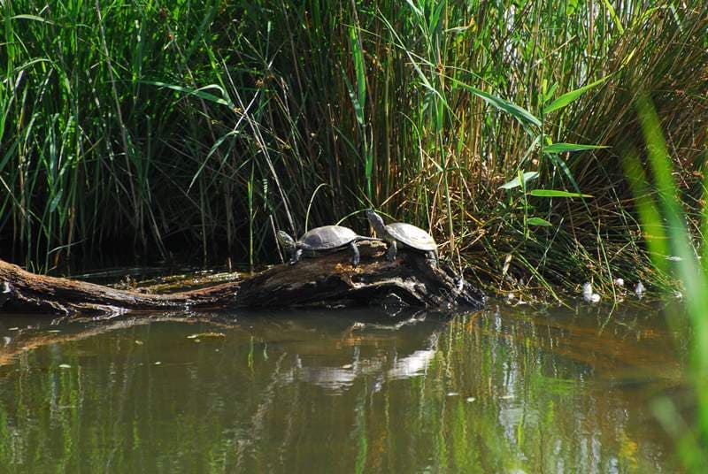 Illustration de l'événement : Cistude, la tortue de Brenne