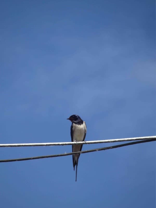 Illustration de l'événement : Sorties oiseaux des bords de Loire : on me nomme oiseau, qui suis-je ?