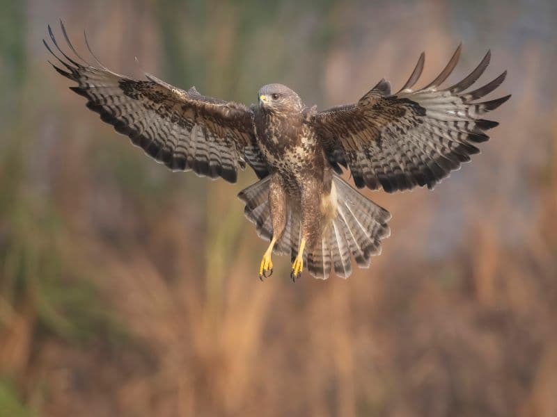 Illustration de l'événement : Le grand vol des rapaces