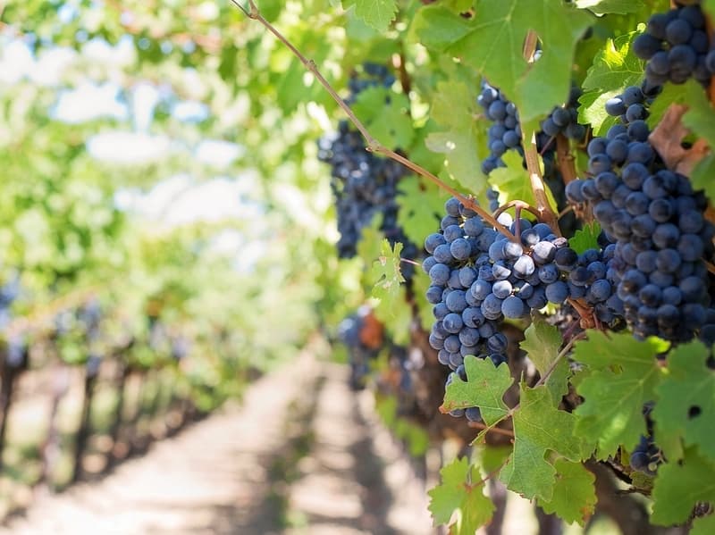 Illustration de l'événement : Portes ouvertes au Vignoble de la Roseraie
