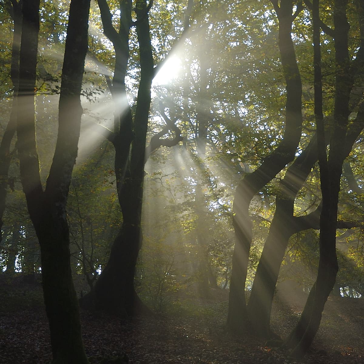 Illustration de l'événement : Jour de forêt à Bibracte